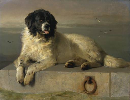 Newfoundland Dog